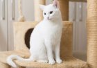 Kedi Bakımı Nasıl Yapılır?