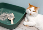 Kedi Kumu Seçerken Nelere Dikkat Edilmeli?