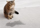 Kediler Neden Kum Kabının Dışına Tuvalet Yapar?
