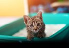 Kedi Tuvalet Eğitimi Nasıl Verilir?