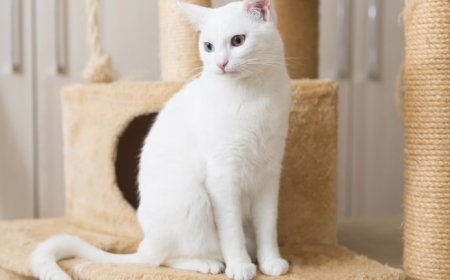 Kedi Bakımı Nasıl Yapılır?