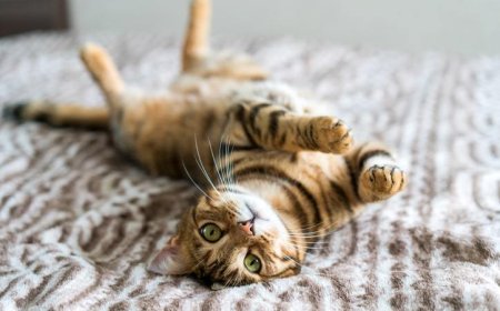 Kedi Sahiplenmeden Önce Bilmeniz Gerekenler