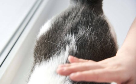 Kedi Tüy Dökülmesi Nasıl Azaltılır?