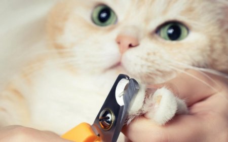 Kedi Tırnakları Ne Sıklıkla Kesilmeli?