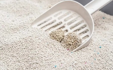 Kedi Kumu Nasıl Temizlenir?