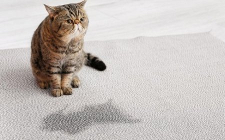 Kediler Neden Kum Kabının Dışına Tuvalet Yapar?