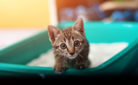 Kedi Tuvalet Eğitimi Nasıl Verilir?