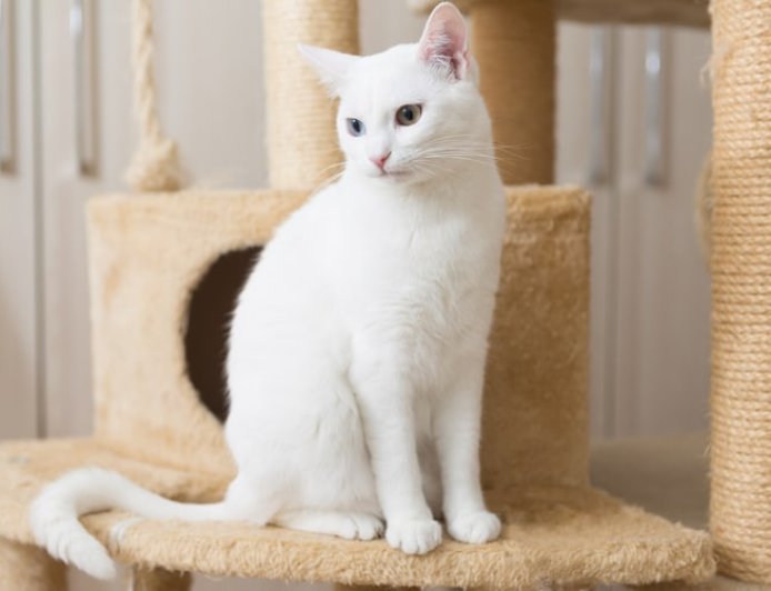 Kedi Bakımı Nasıl Yapılır?
