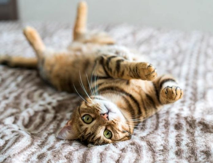 Kedi Sahiplenmeden Önce Bilmeniz Gerekenler