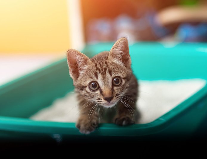 Kedi Tuvalet Eğitimi Nasıl Verilir?