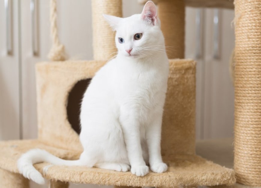 Kedi Bakımı Nasıl Yapılır?