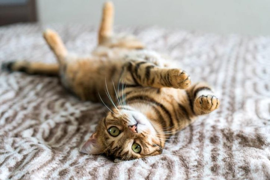 Kedi Sahiplenmeden Önce Bilmeniz Gerekenler