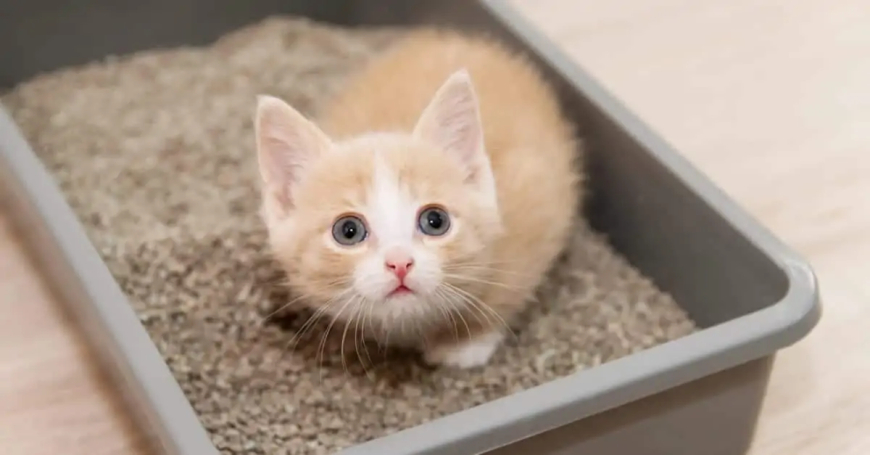 Evde Kedi Beslemek İçin Gerekli Malzemeler