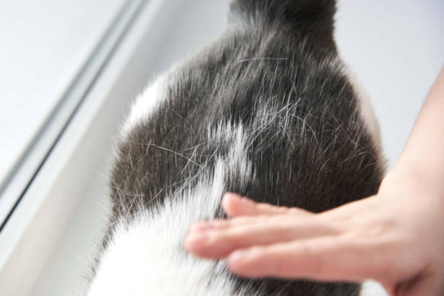 Kedi Tüy Dökülmesi Nasıl Azaltılır?