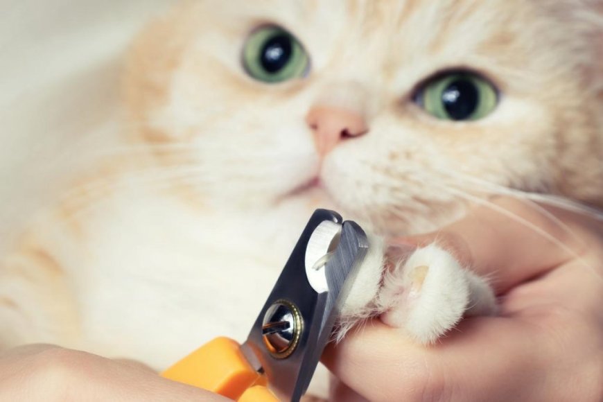 Kedi Tırnakları Ne Sıklıkla Kesilmeli?