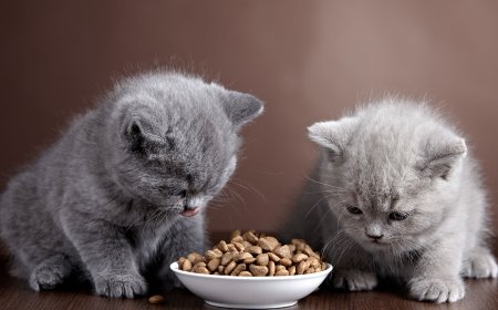 Yavru Kedi Ne Kadar Mama Yemeli?