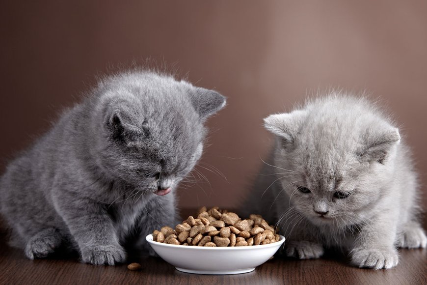 Yavru Kedi Ne Kadar Mama Yemeli?